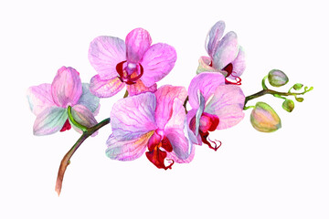 Fototapeta na wymiar Vector realistic illustration of orchid flowers on isolated on white background. Floral tropical design element for cosmetics, perfumery, for wedding invitations, greeting card, brochure, banners