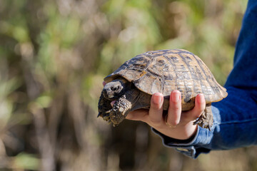Female hand holding a wild turtle close-up