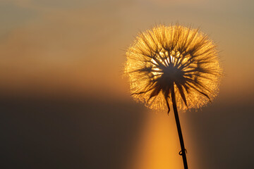 Dandelion close-up silhouette against orange sunset sky, meditative Zen background.