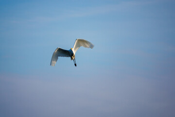 Fototapeta na wymiar great white egret flies in the blue sky