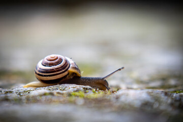  small ribbon snail crawls over the ground