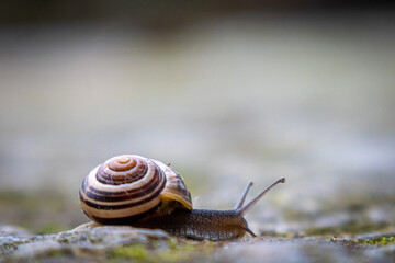  small ribbon snail crawls over the ground