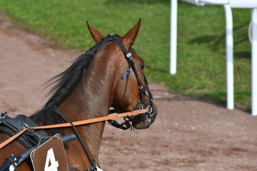 tête de cheval de course © compagnie-17