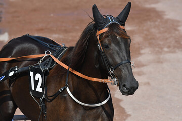 tête de cheval de course © compagnie-17