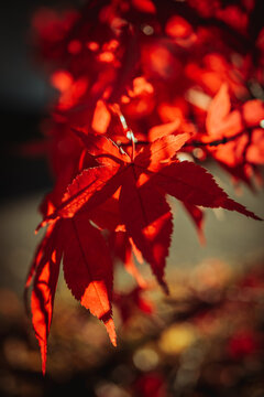 Canadian Fall 2