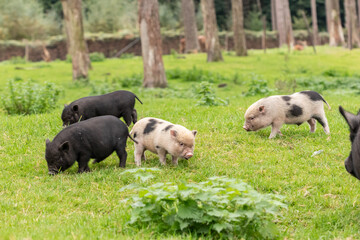 Junge Hängebauchschweine im Tierpark