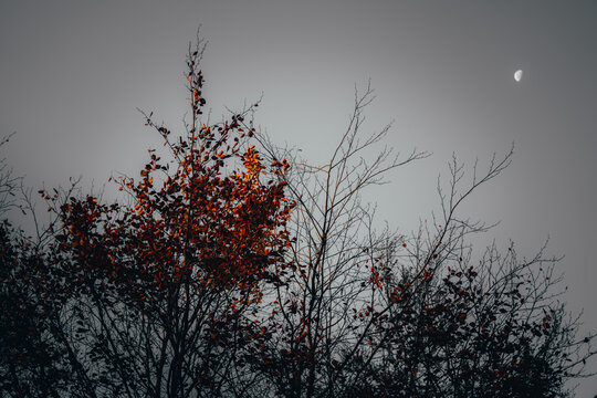 Fall between Night and Day