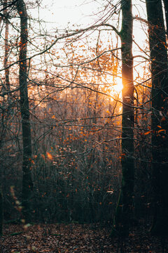 Morning Fall 2 © DANIEL'S ARCADE