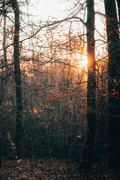 Morning Fall 2
