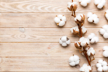 Autumn Floral composition. Dried white fluffy cotton flower branch top view on colored table with copy space