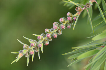 callistemon