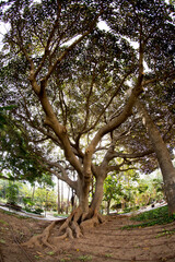 Fototapeta premium Parque