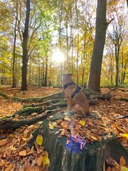 Sonnenlicht, Herbst, Blätter, hundegeschirr, Leine, hundeschnauze, Hundeohren, Tierheim, Portrait,...
