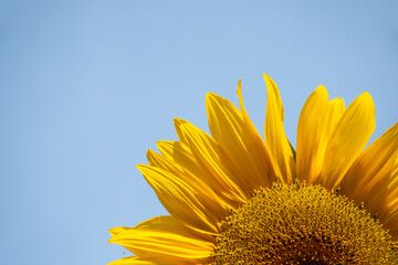 Top half of a yellow sunflower (Helianthus annuus) head against a blue sky