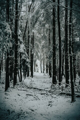 Winter Forest 3