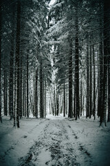 Winter Forest 2