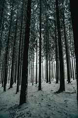 Winter Forest