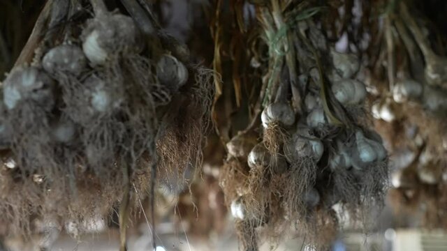 Bunches of garlic hanging to dry.