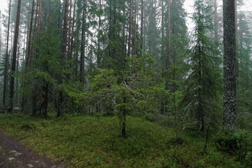 A low spreading spruce among tall fir trees.