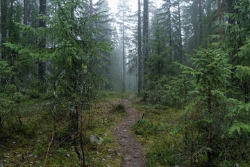 Fototapeta na wymiar A forest path leads into the fog.