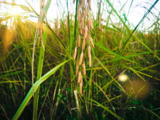 Field of rice