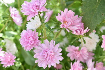 Chinese aster multicolored flowers macro photo