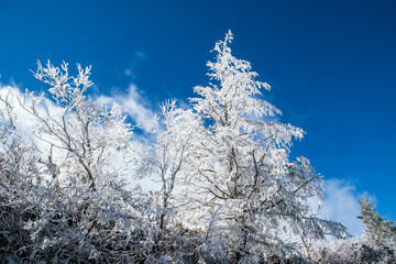 雪が積もった木の枝「雪持ち」（美ヶ原　長野県）