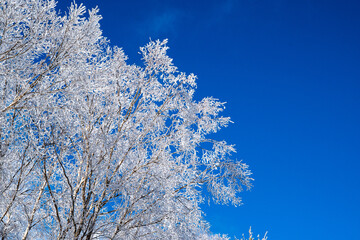 雪が積もった木の枝「雪持ち」（美ヶ原　長野県）