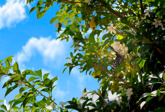 Orange jasmine (Muraya paniculata) in the spring-summer field on a blue sky background, butterflies fly pollen.