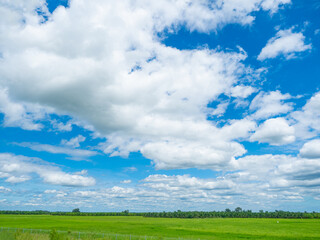 eautiful view of green rice field with cloud