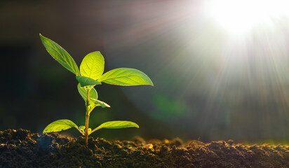  sprout of baby plant to planting in outdoor farm