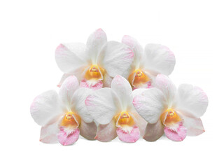 beautiful pink orchid flower isolated on white background