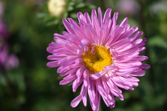Chinese aster multicolored flowers macro photo