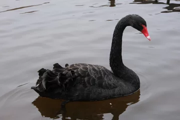 Deurstickers black swan © Андрей Безроднов
