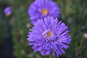 Obraz premium Chinese aster multicolored flowers macro photo
