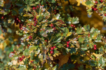 Eine Weißdorn-Hecke (Lat.: Crataegus) mit roten reifen Beeren / Früchten im Herbst