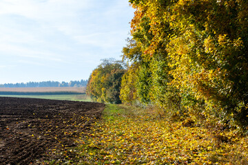 Am Rand eines Feldes steht eine Hecke mit herbstlich gefärbten Laub. Diese bietet Schutz gegen...