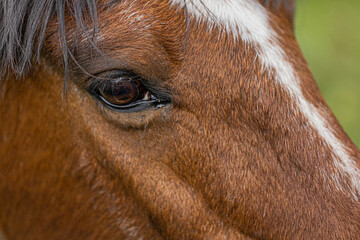 Mit einem Pferd Auge in Auge © Mint.T Studio