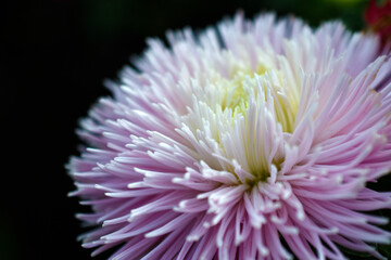 Chinese aster multicolored flowers macro photo