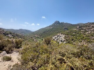 mediterranean forest on the island of Crete