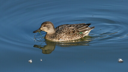 Femmina di anatra, alzavola, che nuota sul fiume