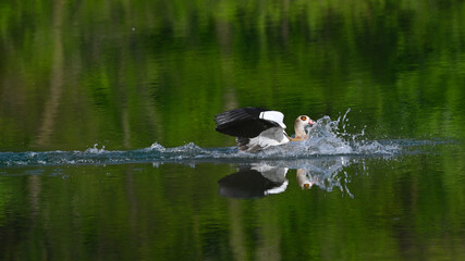 oca egiziana vola sul lago e plana sull'acqua