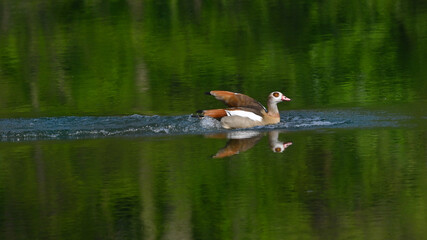 oca egiziana vola sul lago e plana sull'acqua