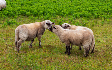 Naklejka na ściany i meble Lambs at Ouessant island. Brittany France.