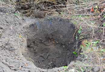 Planting trees. A close-up of a round planting hole dug to plant a fruit tree.