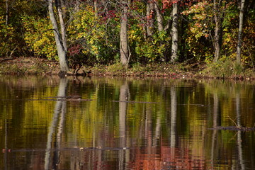 Autumn in the park