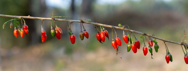 panoramic view of goji berry


