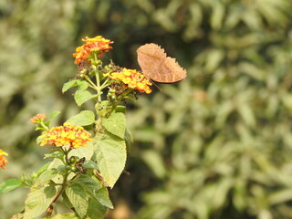 butterfly on flower