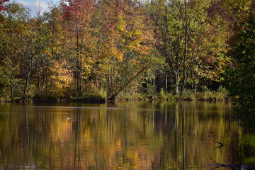 Fototapeta premium Autumn in the park