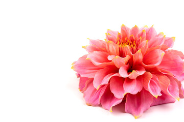 Pink, yellow and white fresh dahlia flower macro photo isolated against white background. Picture in color emphasizing the light different colours and yellow white highlights. Mother day background.